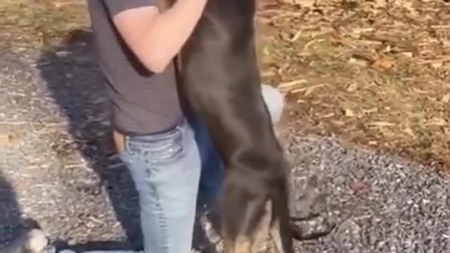 Dog Reconnects with Owner After 8 Month Deployment