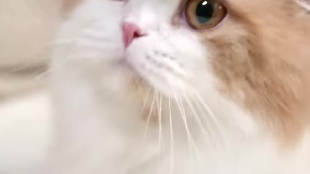 Cute Cat Video, Cat Short Video