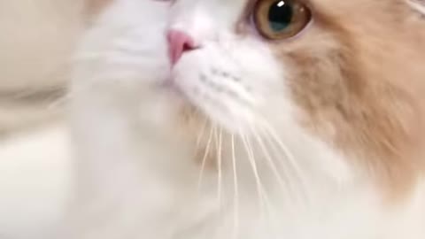 Cute Cat Video, Cat Short Video