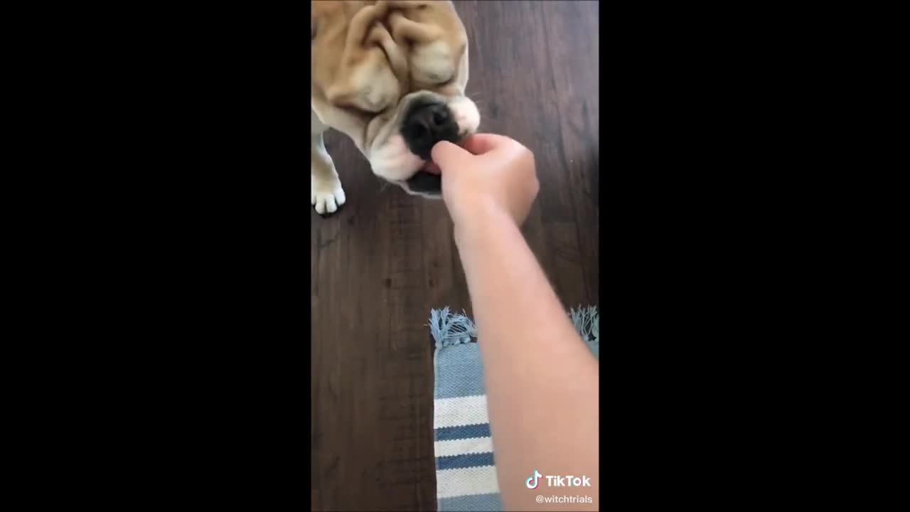 Funny Dogs on tiktok