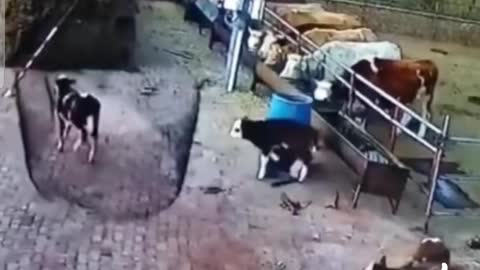 Unlucky little cow