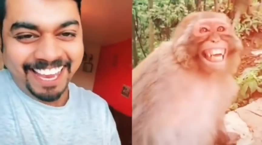 Animal funny video