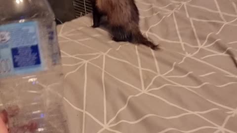 Ferret Acts Fierce with Water Bottle