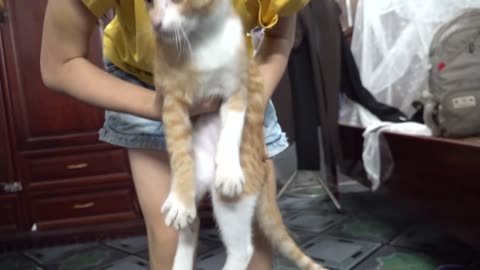 When Animals Steal the Show: Our Favorite Pet Videos