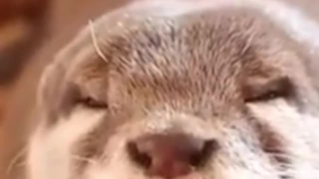 funny dogs