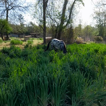Our beautiful morning serenade.