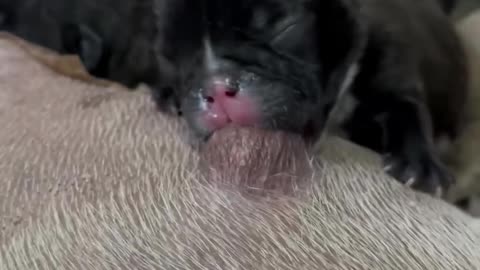 Adorable French Bulldog Newborn Puppy!