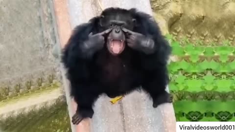 Funny Moneys will make you laugh hard || funny animals || ViralVideosworld001