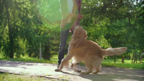 dog having fun with the ball with his owner