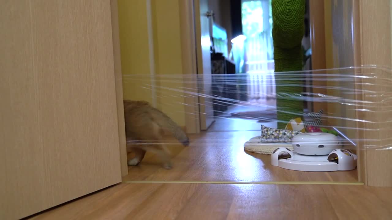 Invisible Challenge
