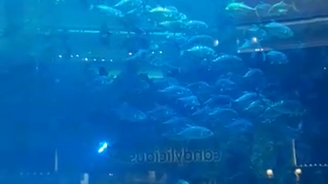 Visit the Aquarium in the Dubai Mall