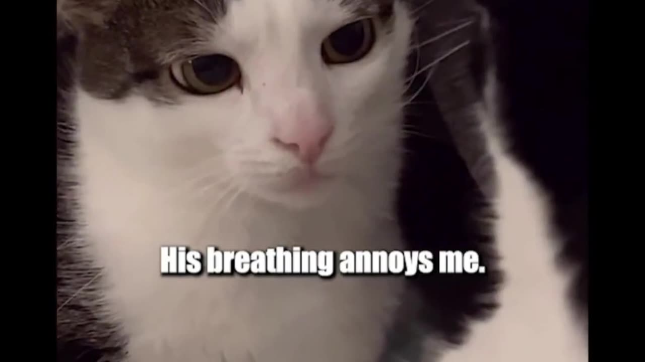 #Specializing in dubbing unhappy, super funny animals, happiness never stops~# Wonderful animals