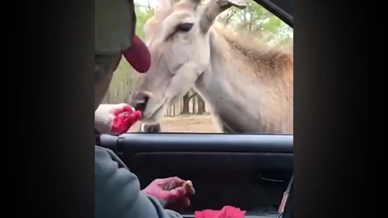 Funny people meeting animals compilation!