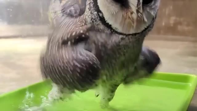 Oscar's is the owl he is taking a bath🦉