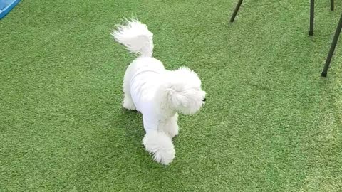 A bichon frantically running around the playground