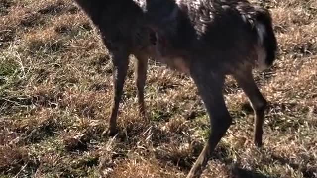 Man Helps Deer Hit by Car Back to Her Feet