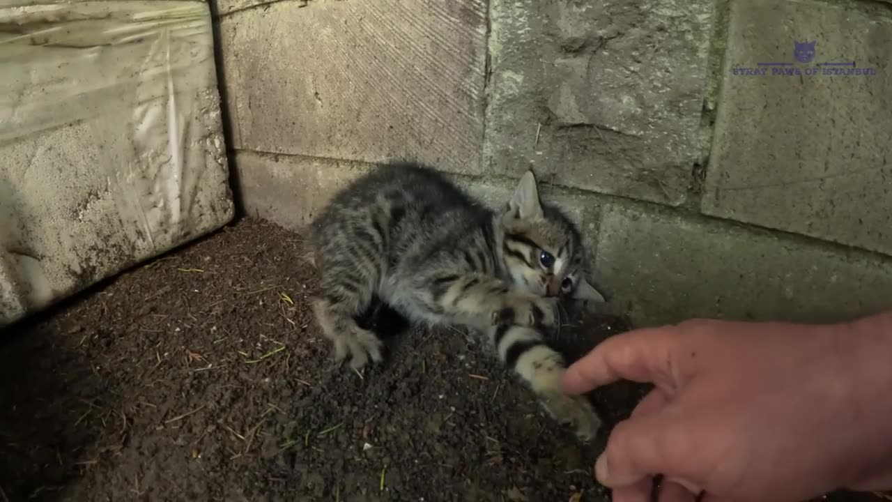 Scared feral kitten trusts a human for the first time