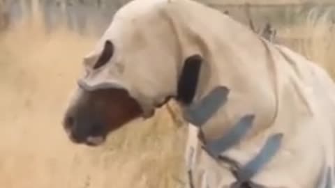 Horse wearing a rain coat 😂😊