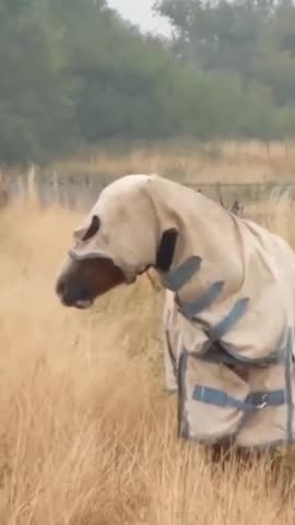 Horse wearing a rain coat 😂😊