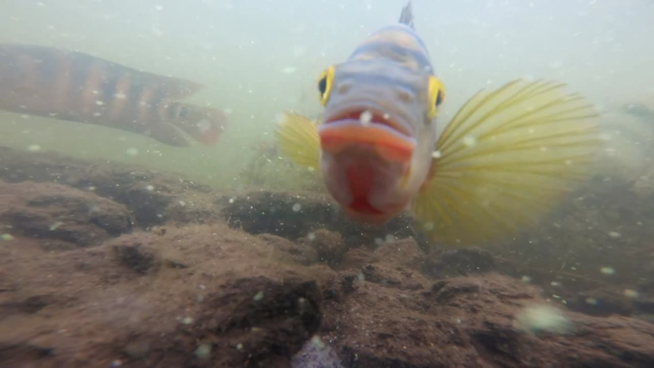 I caught a Fish on a Mango in Honduras