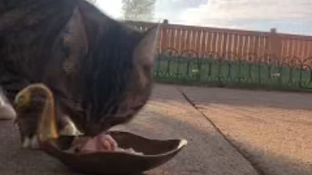 A cat picks up its food