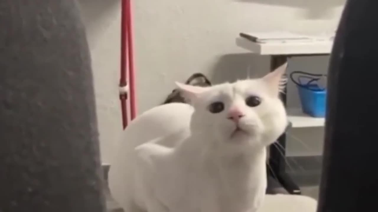 funny animals videos