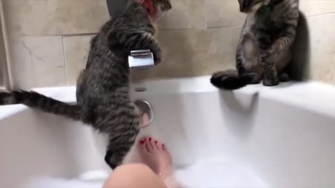 Two Naughty Cats Slips Into Bathtub