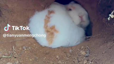 Cute Rabit