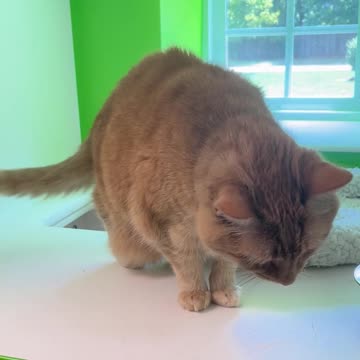 I don’t have a cat, what does tail wagging mean? @Cool-Mosasaurus