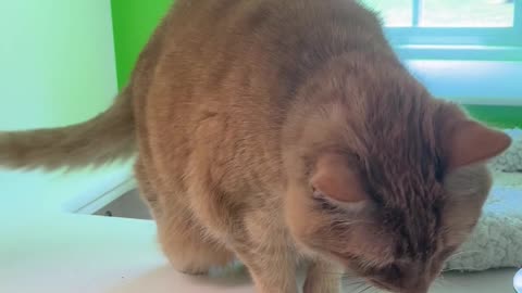 I don’t have a cat, what does tail wagging mean? @Cool-Mosasaurus