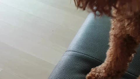 Love my pet dog