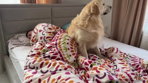 How Do I Wake Up When I Have a Golden Retriever [Try Not to Laugh]