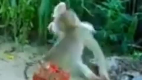 rooster vs magic monkey