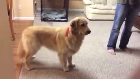 Golden retriever imitating ambulance siren.