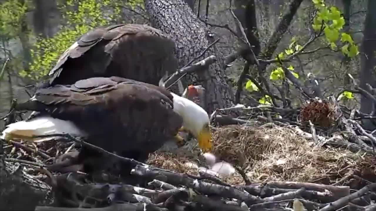 Bald Eagle feeding it's babies