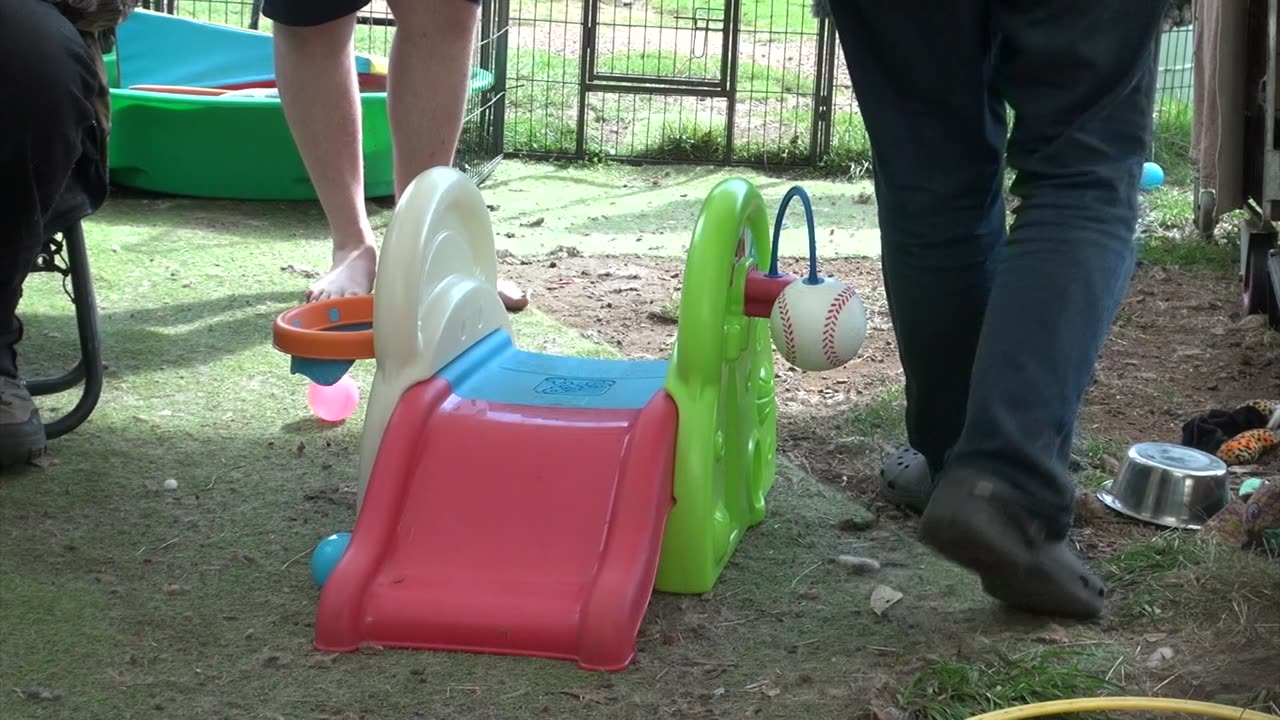 Ros's Litter - Puppies meet slide