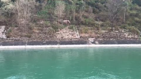 Wild Elephant #ganga