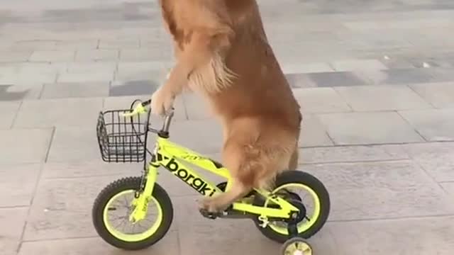 That's awesome. Dogs can ride bikes, awesome.