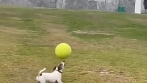 Talented dog 🐶🐕