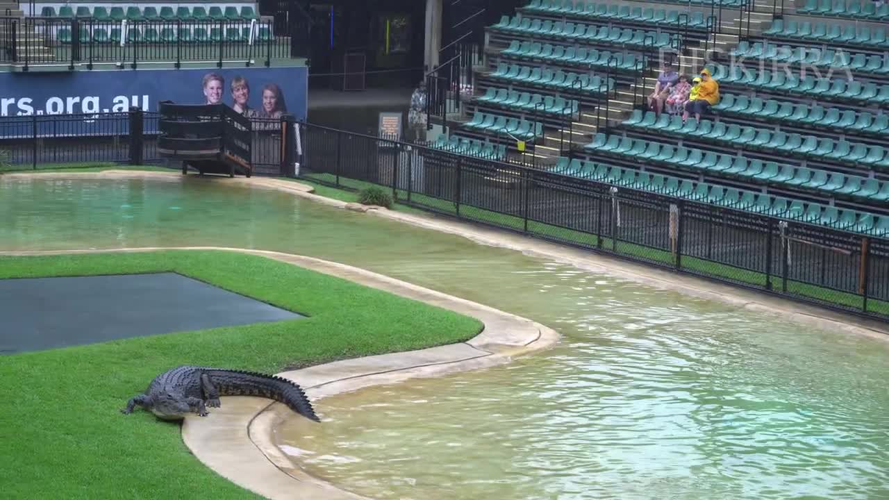 Monty the 300KG Crocodile Feeding Time _ Irwin Croc Show _ Australia Zoo