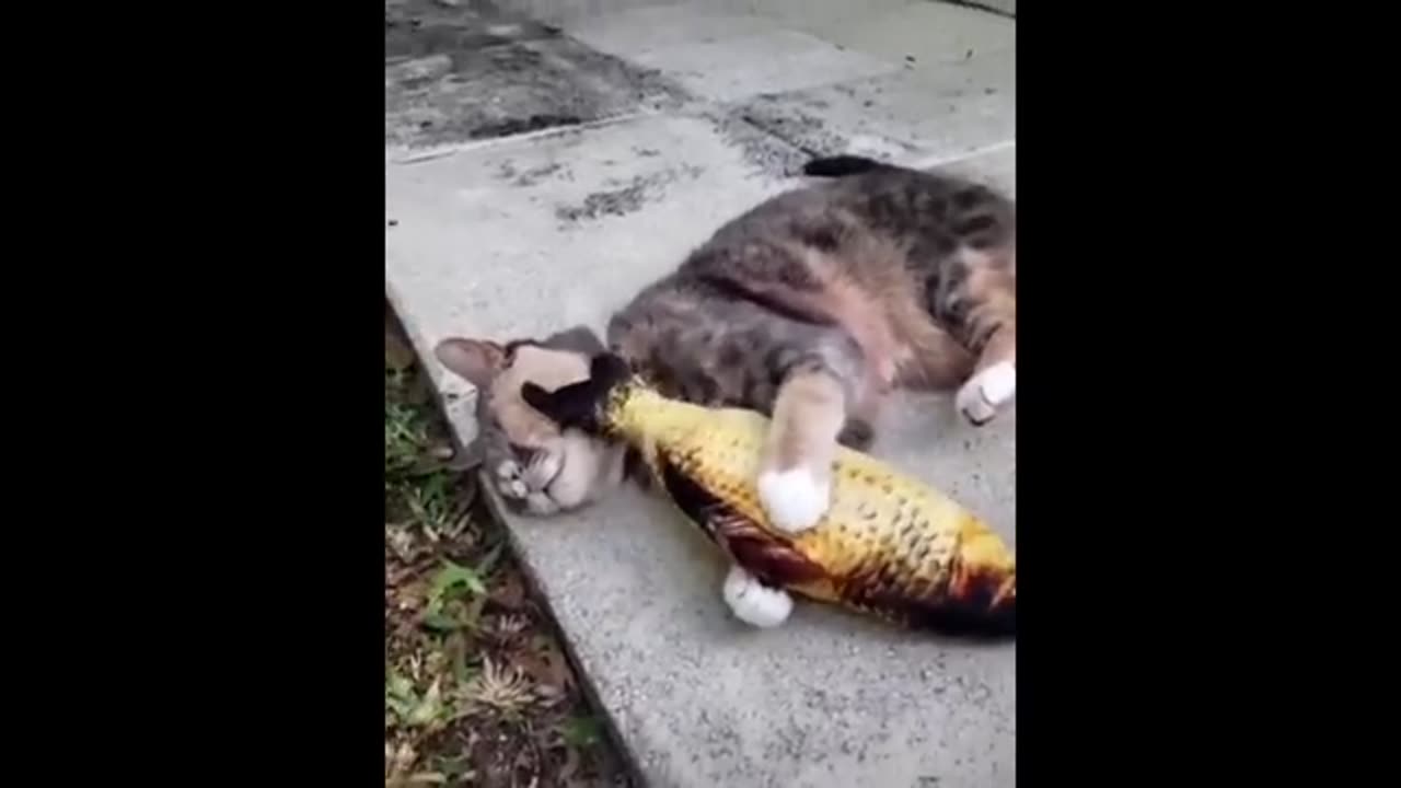 Funny Animal Video #JustforFun #Funny <3 #Cats&Dogs #Cat Video