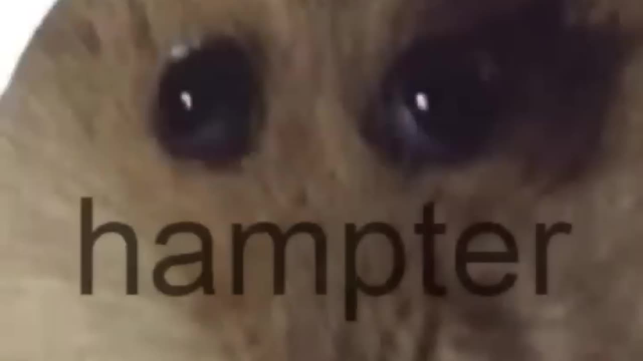 Funny memes