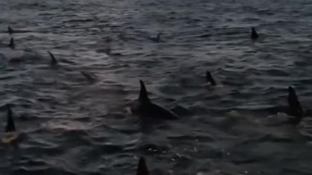 Creatures of the sea