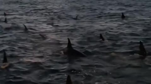 Creatures of the sea