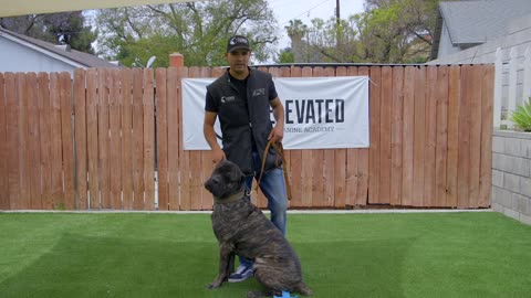 DOG TRAINING ESSENTIALS : LESSON 2 MUST TRY