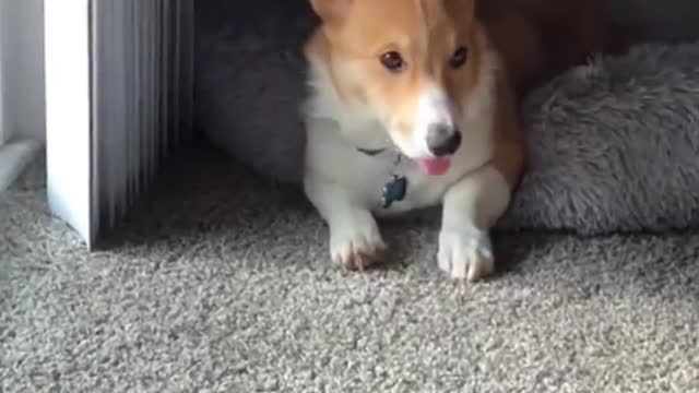 BLEP #corgi #puppysongs #dogsoftiktok #corgisoftiktok