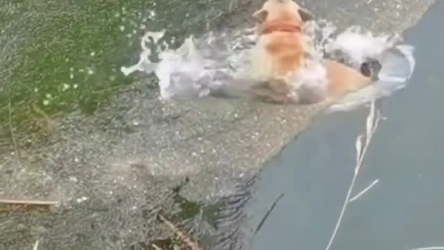 embarrassing moment for puppy