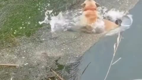 embarrassing moment for puppy