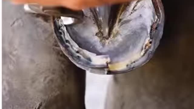 This farriers hoof restoration is weirdly satisfying to watch