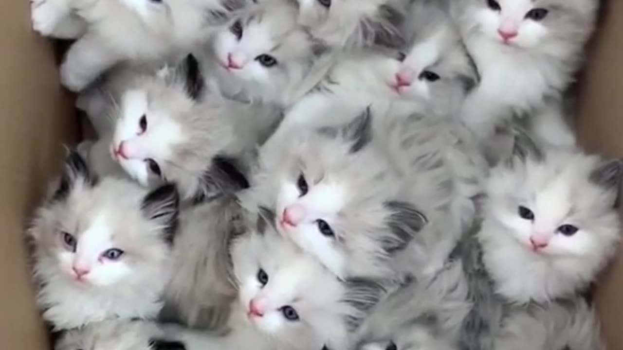 Cute cats and little cats in box